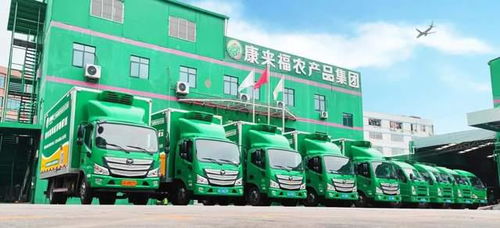 凌晨出发，康来福将新鲜的云南韭菜送上广州食堂餐桌